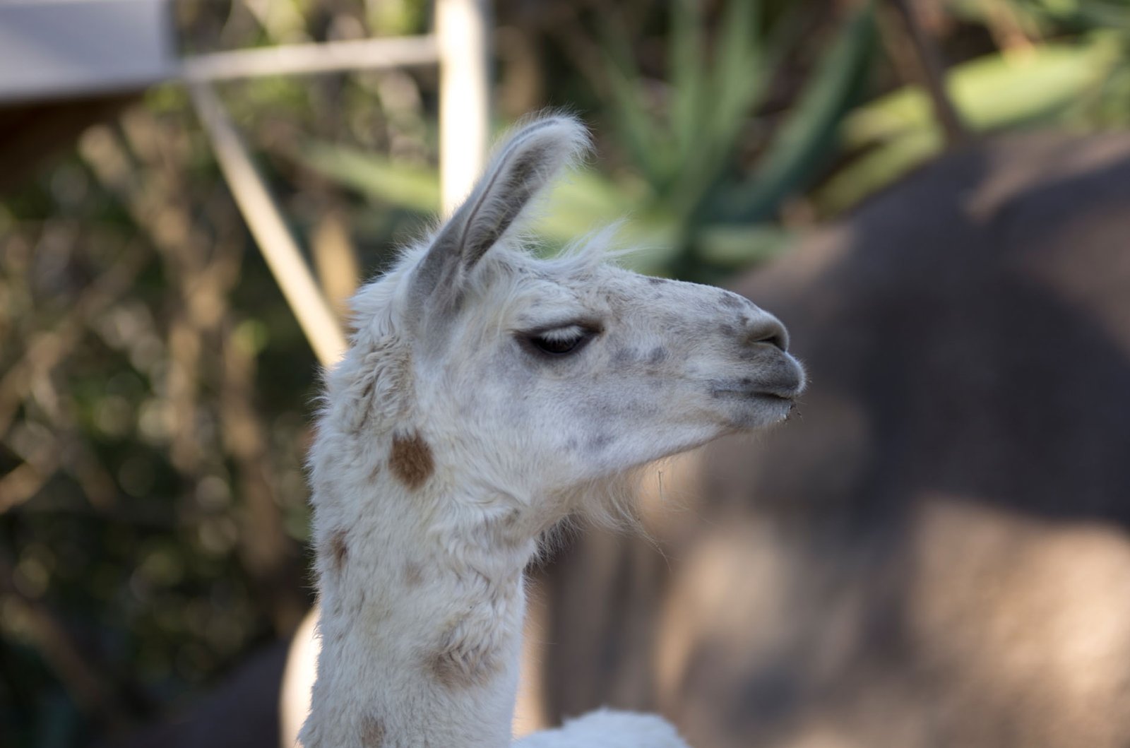 San Diego Zoo Part I 033